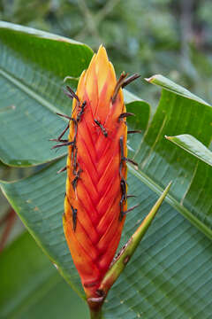 Image of Heliconia episcopalis Vell.