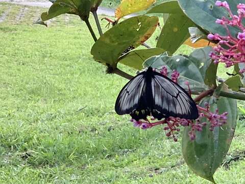 Image of Borneo Birdwing