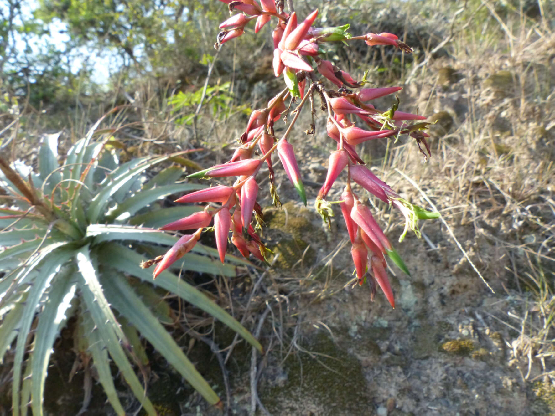 Image of Deuterocohnia meziana subsp. carmineoviridiflora (Rauh) N. Schütz
