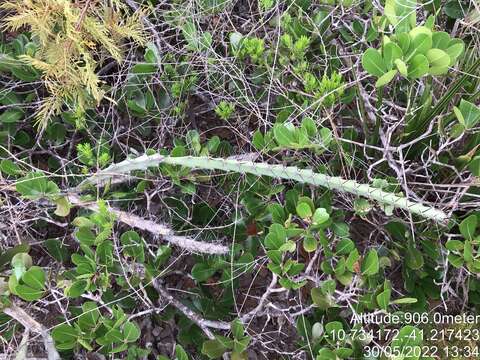 Image of Cereus albicaulis (Britton & Rose) Leutzelb.