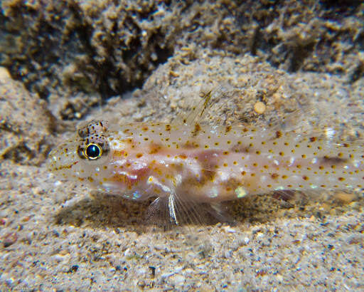 Fusigobius duospilus Hoese & Reader 1985 resmi