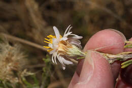 Image of Diplostephium meyenii (Sch. Bip.) Wedd.