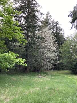 Слика од Prunus pugetensis Jacobson & Zika