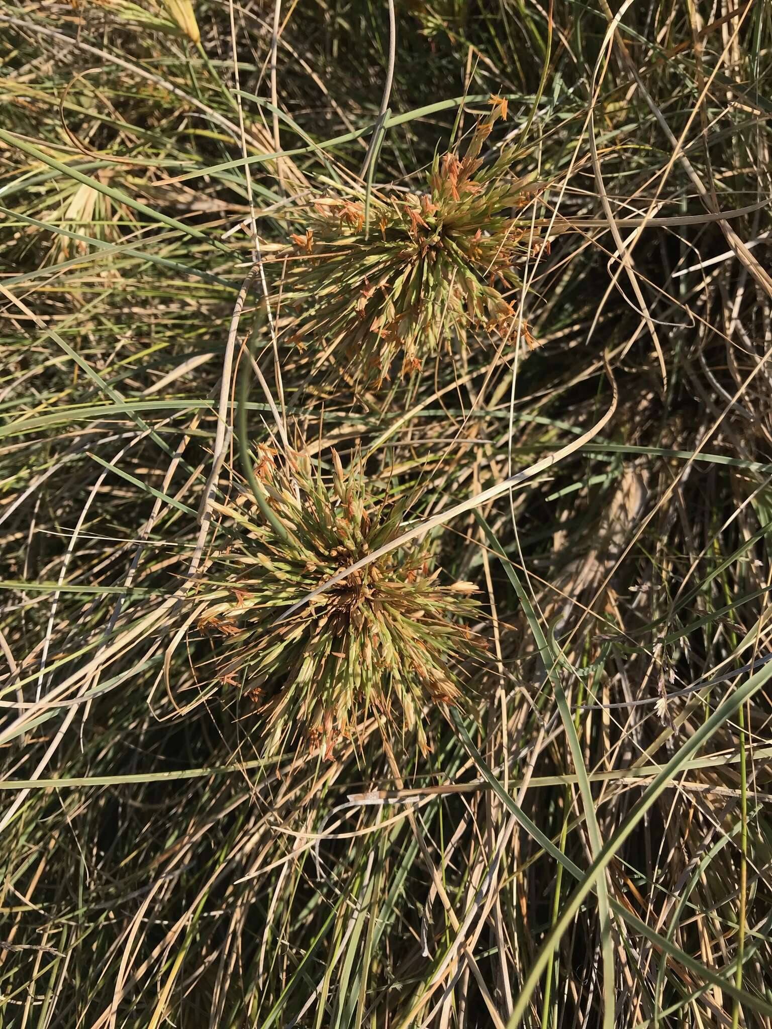 Imagem de Spinifex longifolius R. Br.