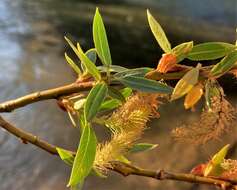 Image de Salix lucida subsp. caudata (Nutt.) G. W. Argus