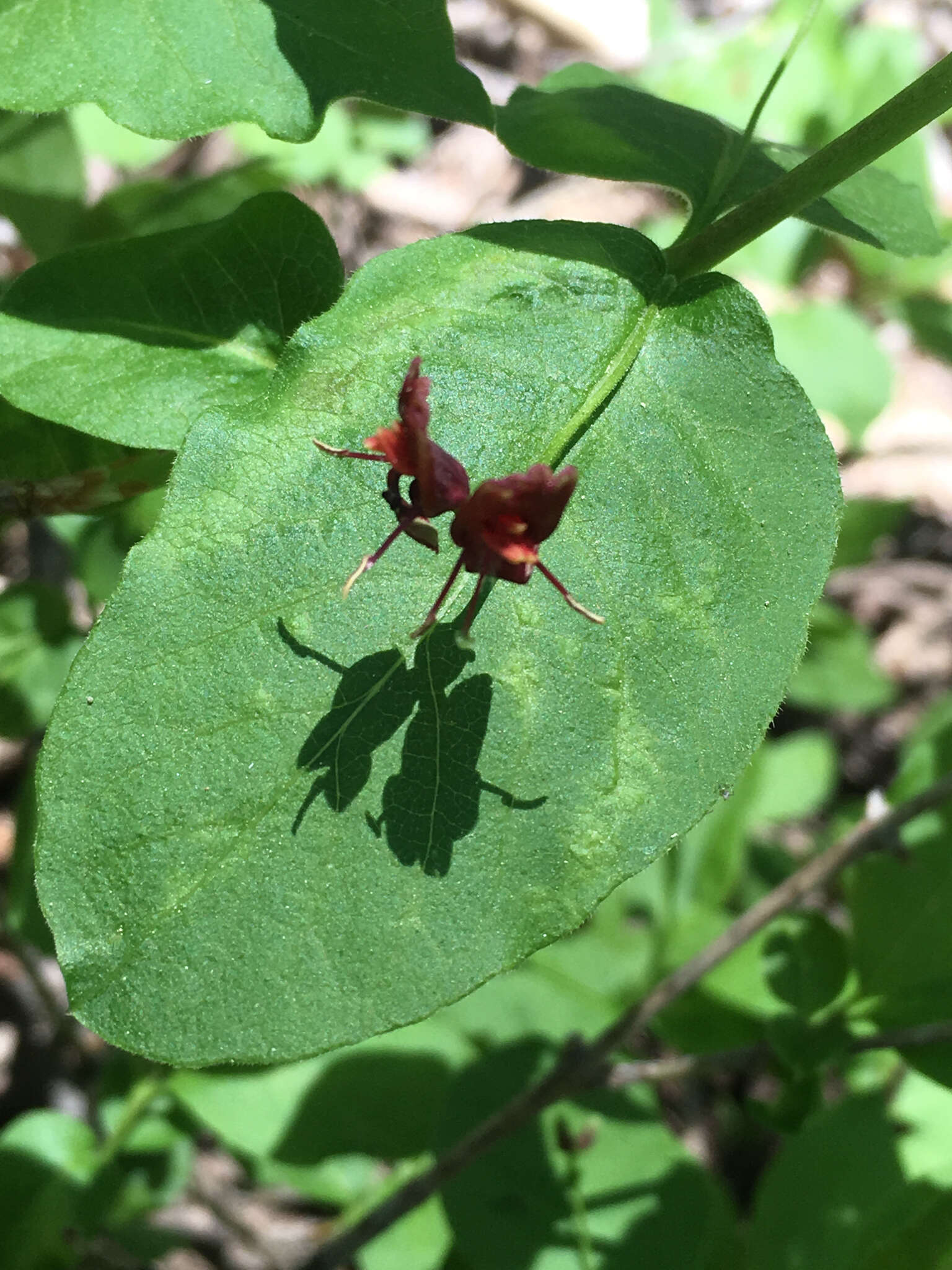 Image of purpleflower honeysuckle