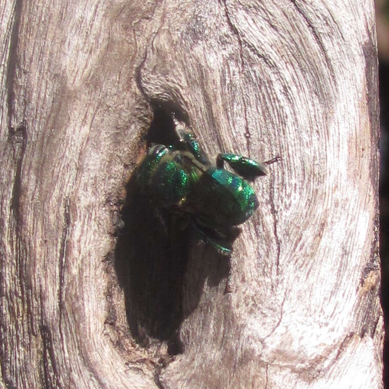 Image of Dilemma Orchid Bee