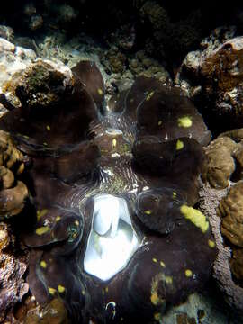 Image of Giant Clam