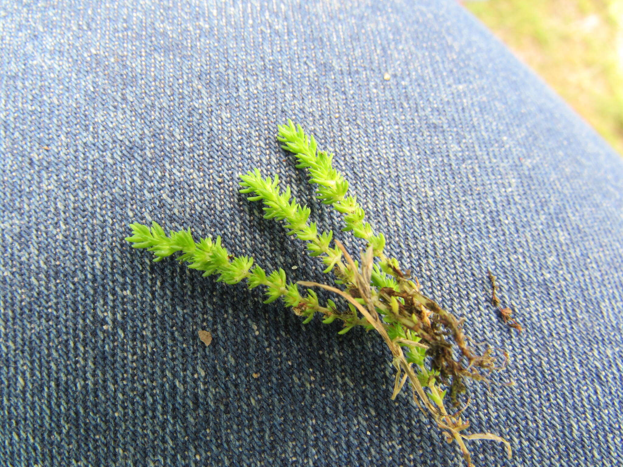 Image of Mossy Stonecrop