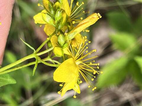 Image of false spotted St. Johnswort