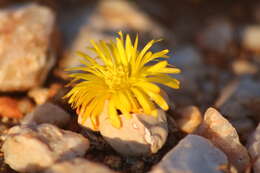 Image of Lapidaria