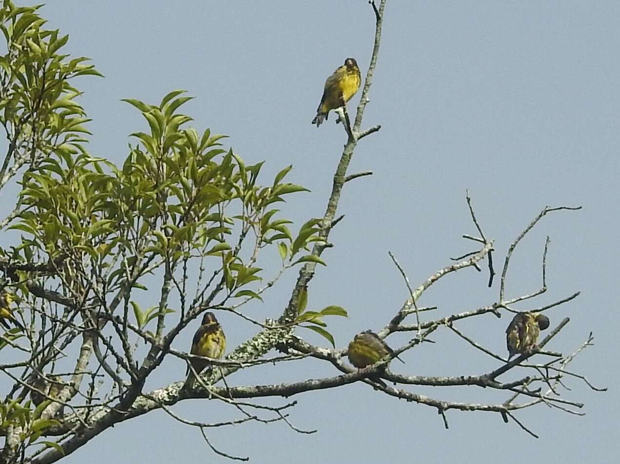 Image of Vietnamese Greenfinch