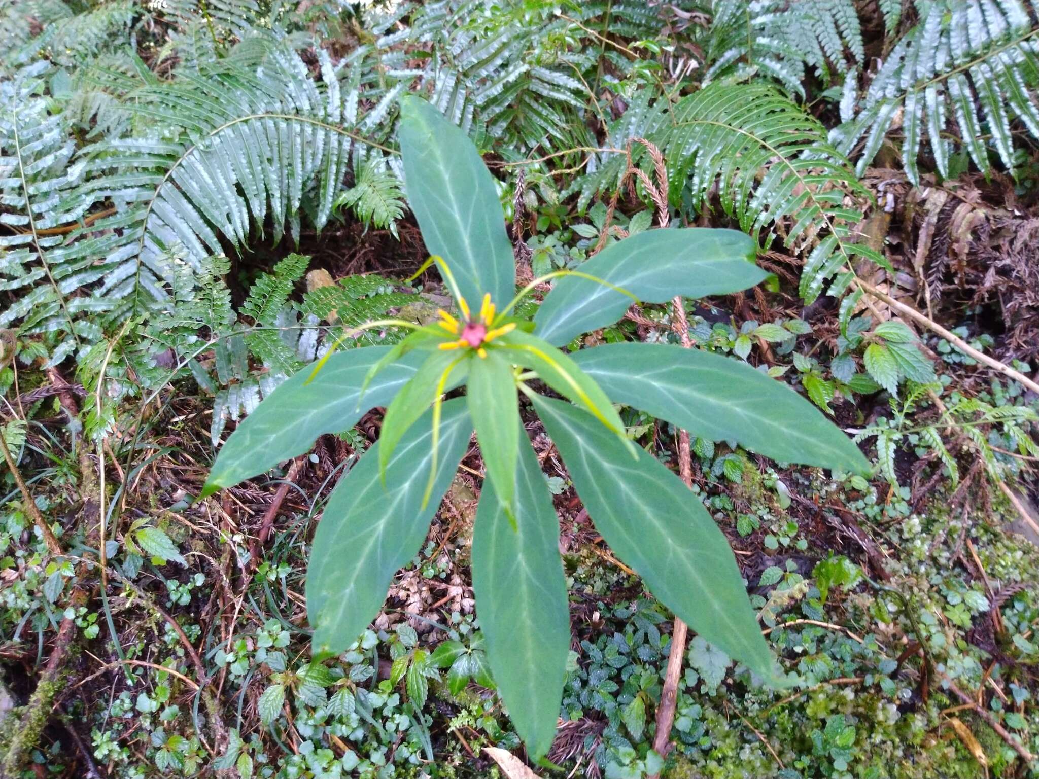 Image of Paris polyphylla var. stenophylla Franch.