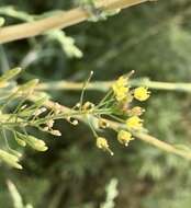 Image of Descurainia erodiifolia (Phil.) Prantl ex Reiche