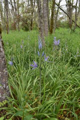 Image de Camassia leichtlinii subsp. suksdorfii (Greenm.) Gould