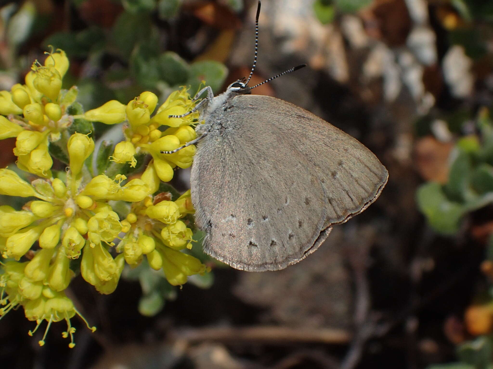 Image of Satyrium fuliginosa (Edwards 1861)