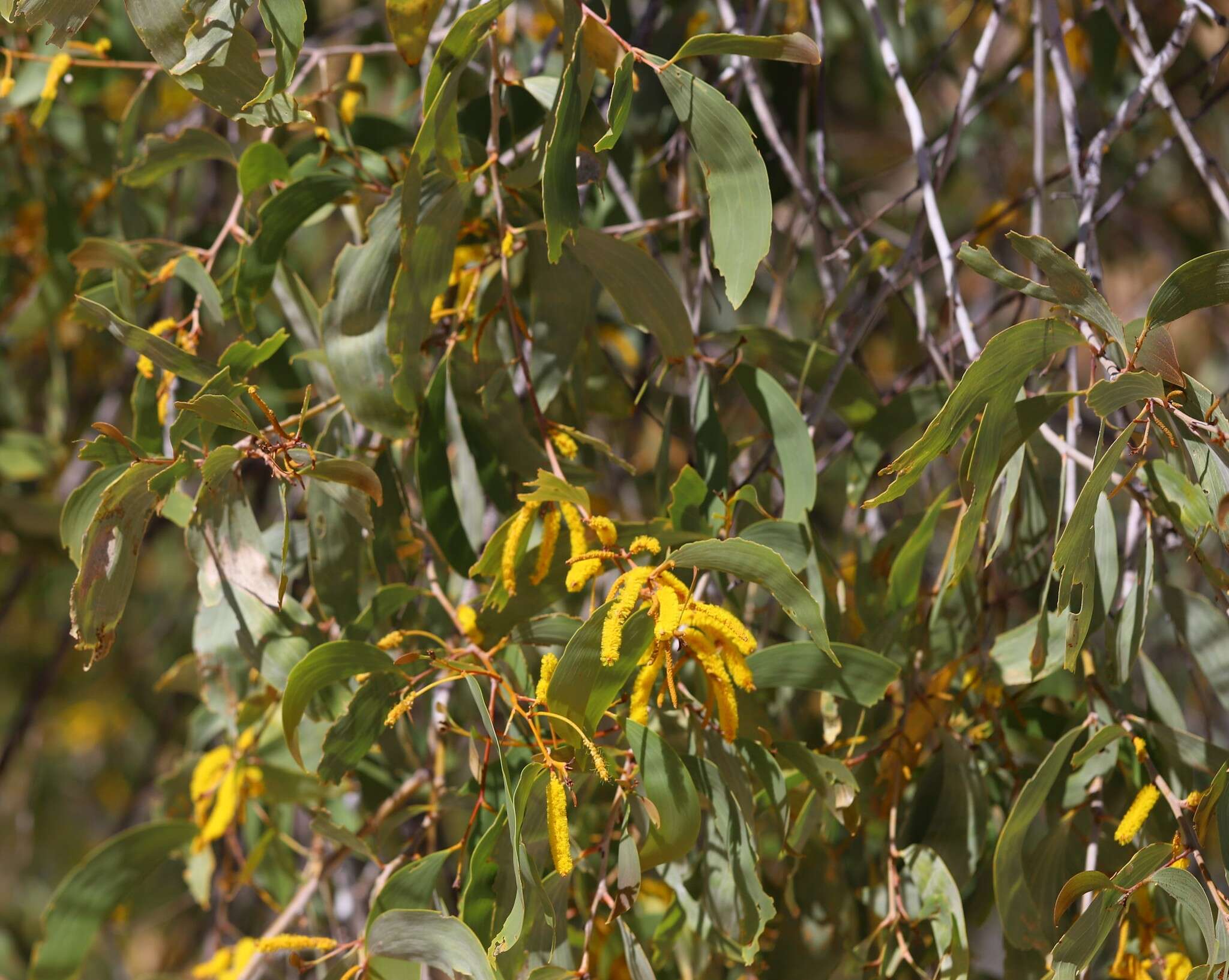 Image of Acacia tumida F. Muell. ex Benth.