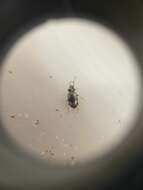 صورة Bembidion (Peryphus) femoratum Sturm 1825