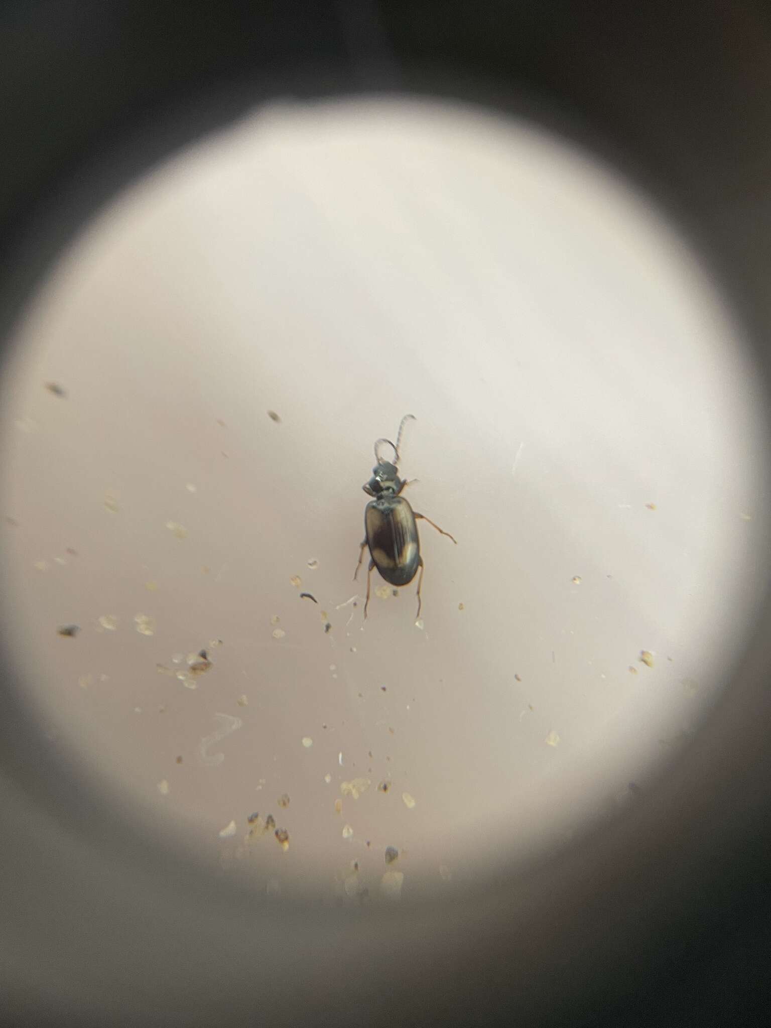 Plancia ëd Bembidion (Peryphus) femoratum Sturm 1825