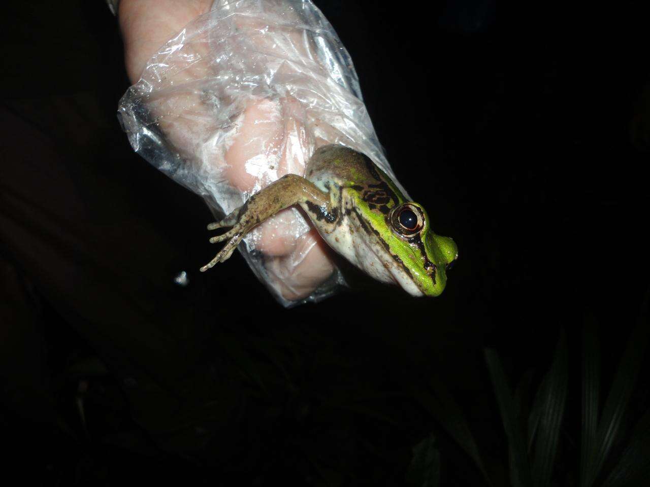 Image of Lithobates palmipes (Spix 1824)