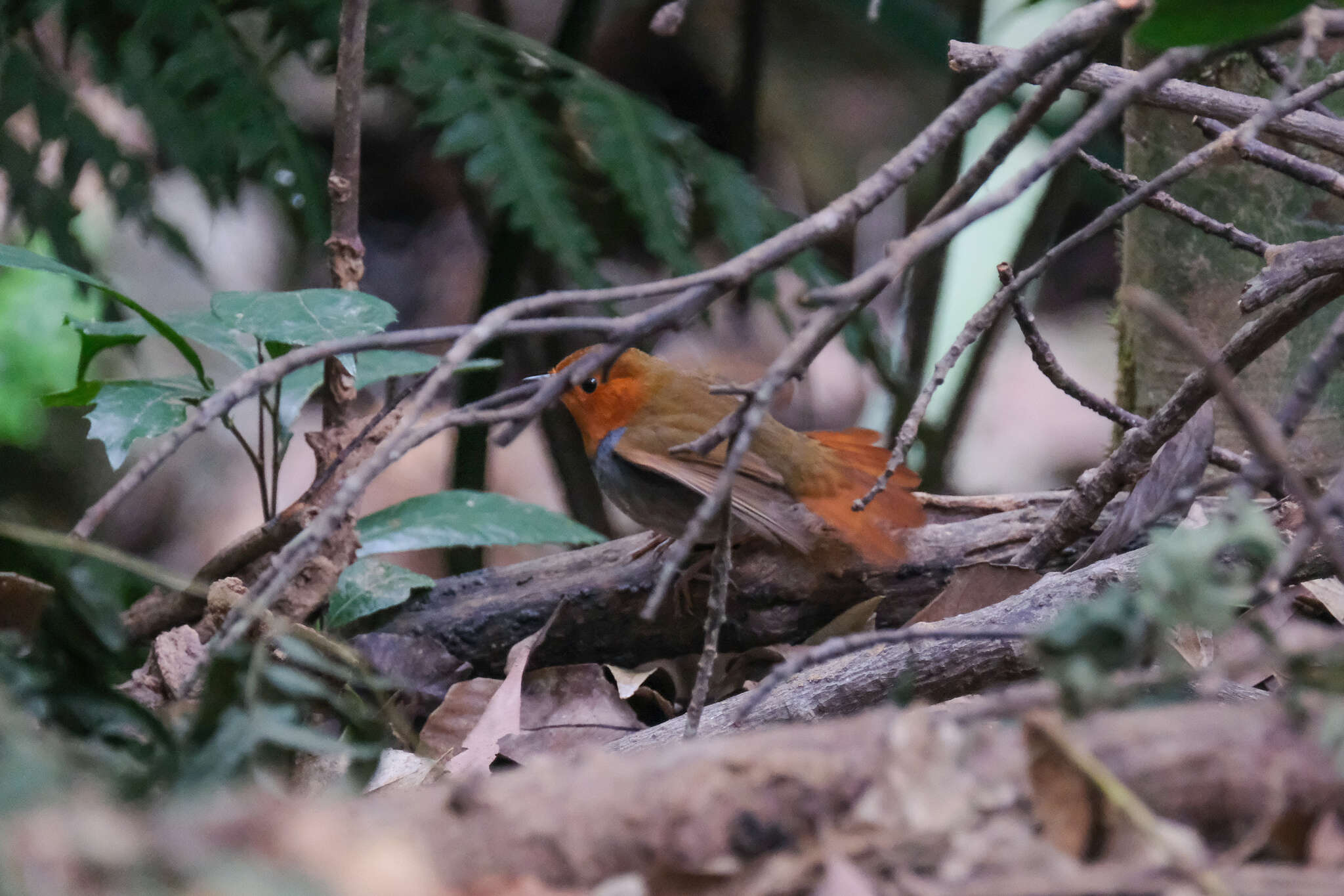 Image of Japanese Robin