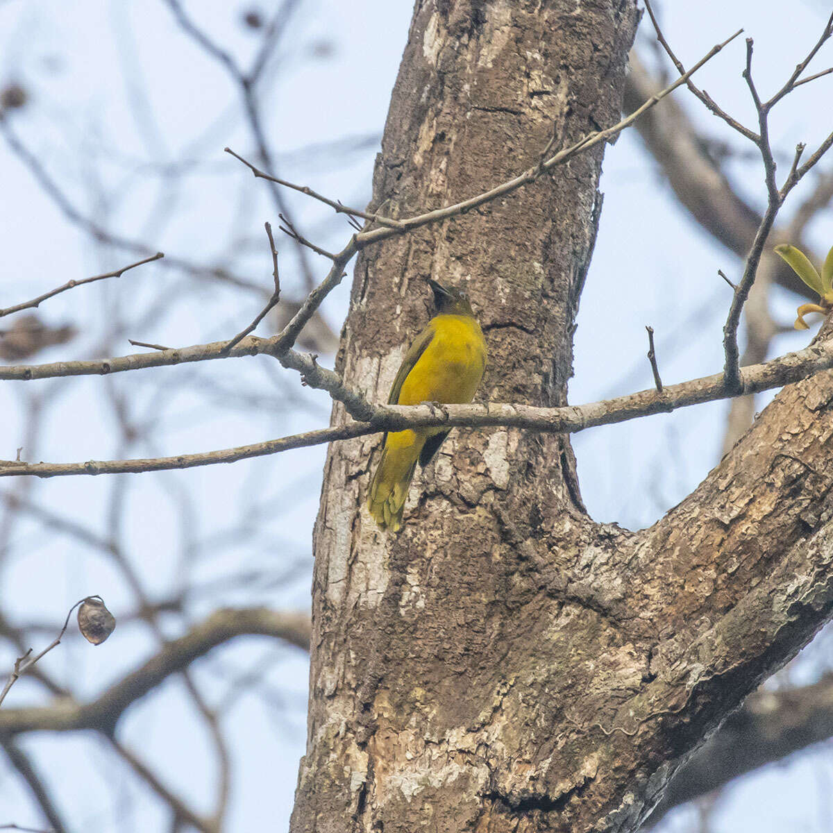 Image of Andaman Bulbul