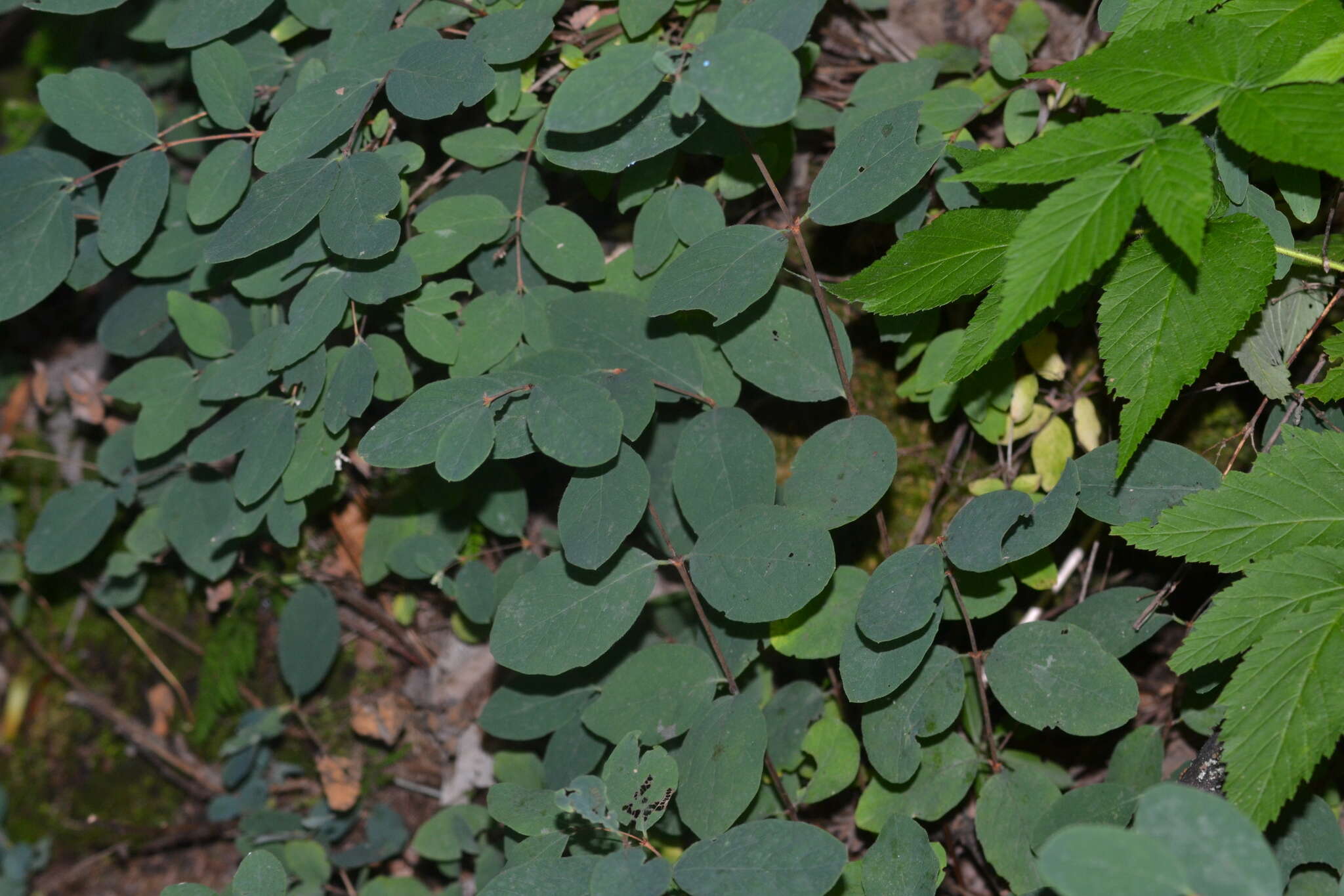 Image of Symphoricarpos albus var. albus