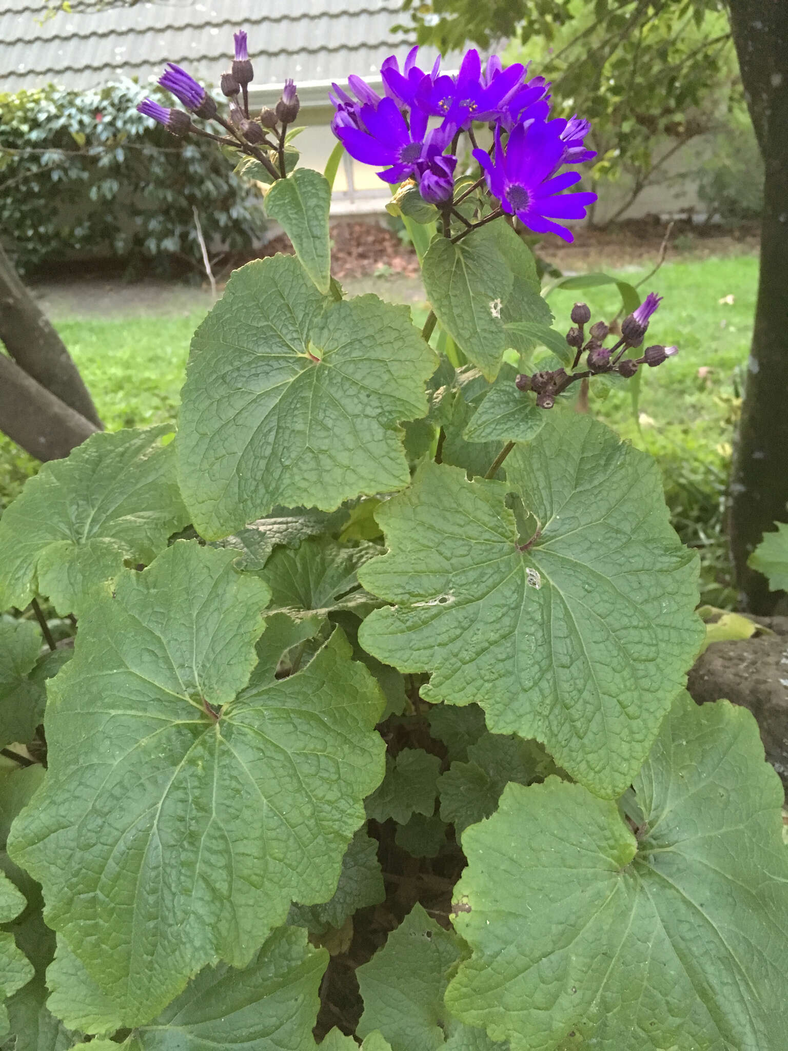 Sivun Pericallis hybrida B. Nord. kuva