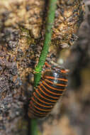 Image of Cryxus ovalis (Linnaeus 1758)