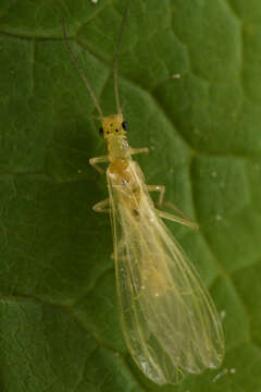 Image of Plumiperla diversa (Frison 1935)