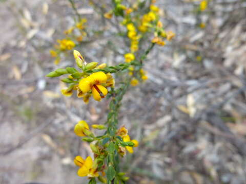 Imagem de Eutaxia microphylla (R. Br.) J. M. Black