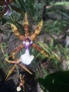 Image of Clowes' Miltonia