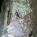 Image of Trinidad Mahogany Tarantula