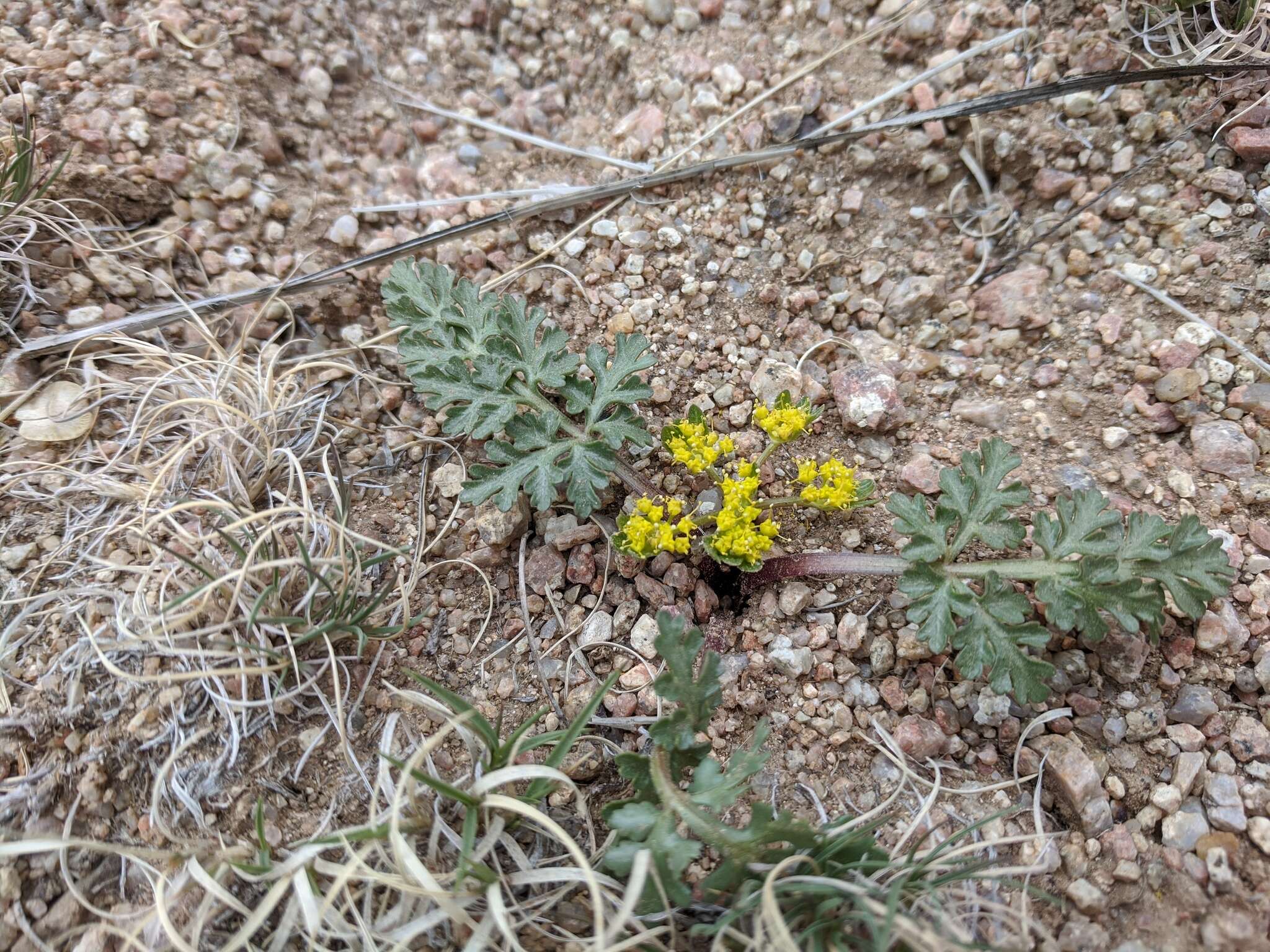 Cymopterus glomeratus DC.的圖片