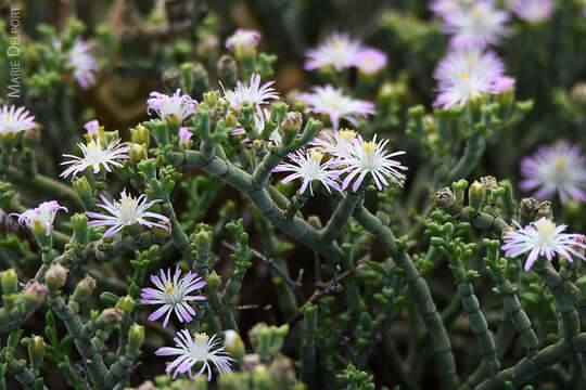 Image of Mesembryanthemum articulatum Thunb.