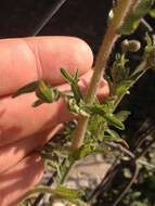 صورة Erigeron variifolius Blake