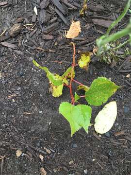 Image of eastern cottonwood