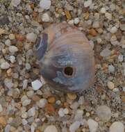 Image of common northern moonsnail