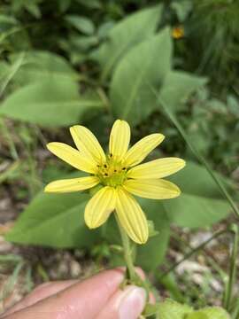 Image de Silphium glutinosum J. R. Allison