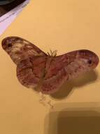 Image of Sweetbay Silk Moth