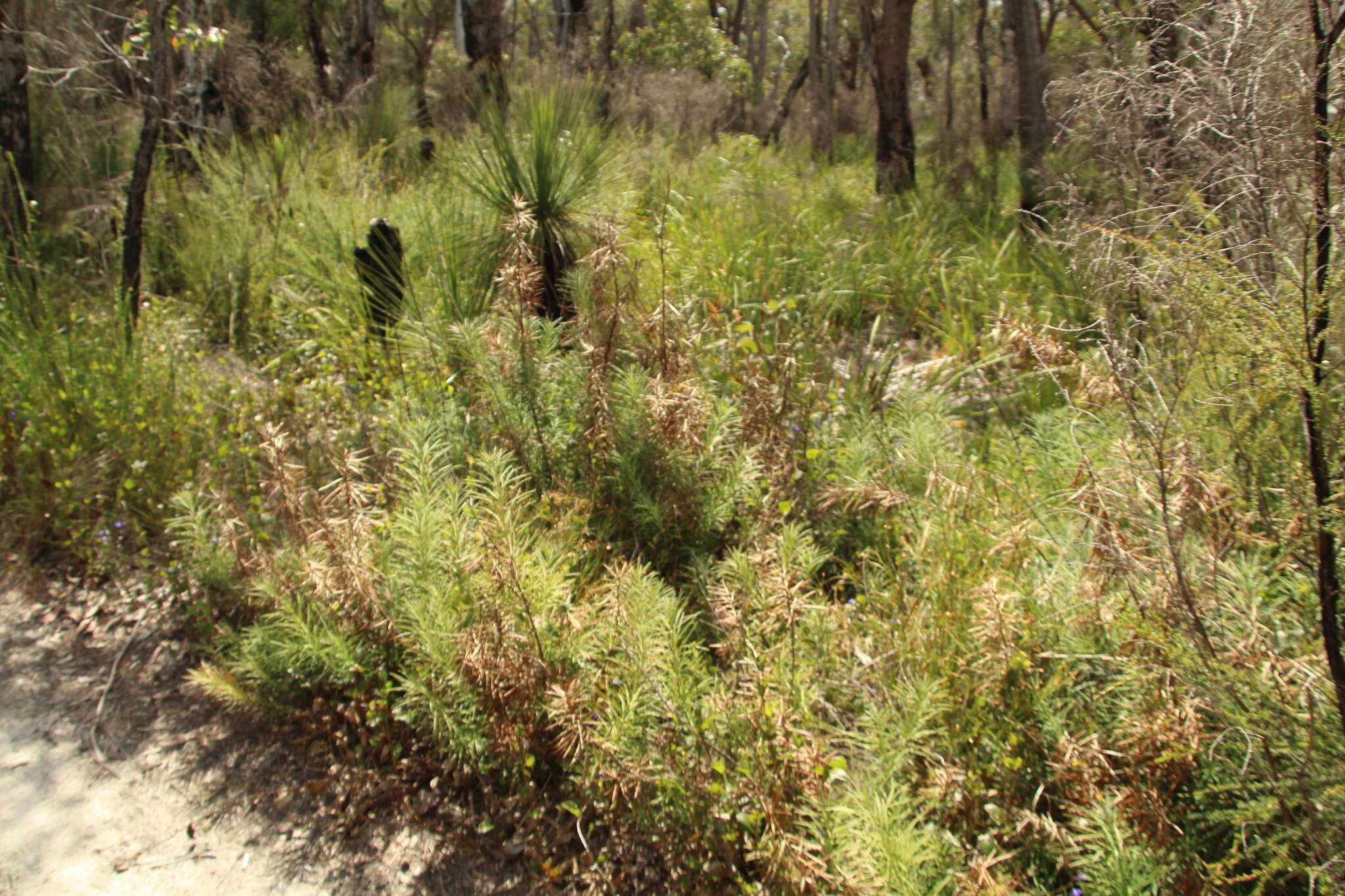 Image of Emu Berry