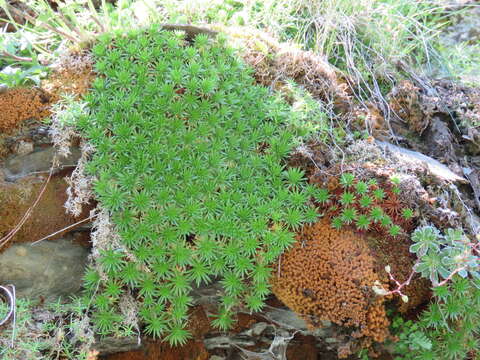 Sivun Saxifraga juniperifolia Adams kuva