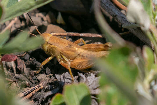 Слика од Melanoplus triangularis Hebard 1928