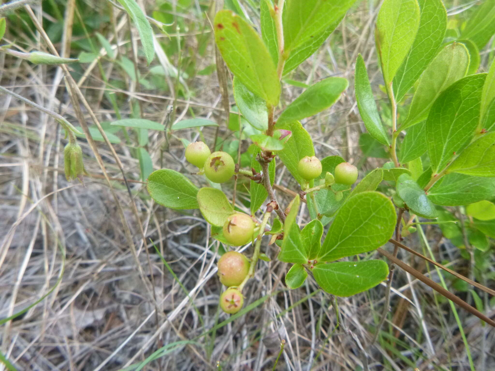 Image of dwarf huckleberry