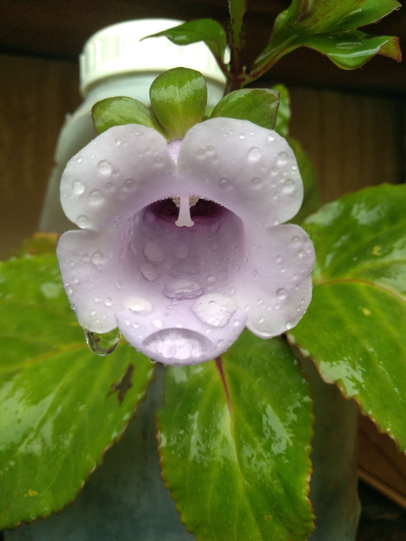 Image of gloxinia