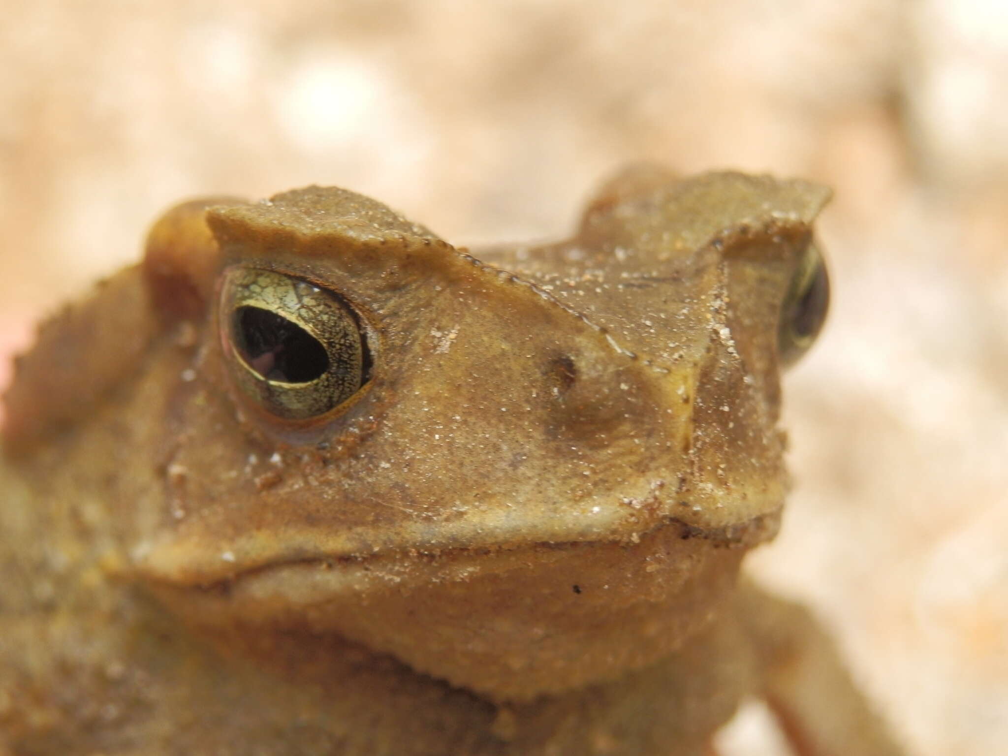 Image of Sulawesian Toad