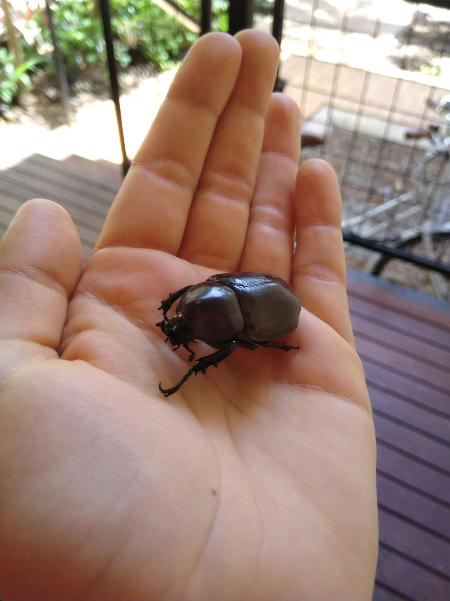 Image of Xylotrupes australicus darwinia Rowland 2006