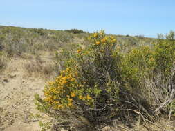 Image of Chuquiraga avellanedae Lorentz