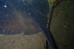 Image of Eastern Shovelnose Stingaree