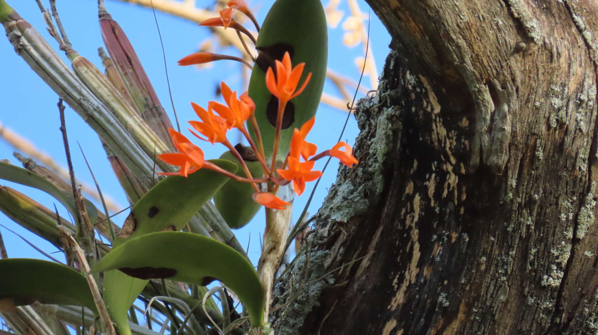 Image of Guarianthe aurantiaca (Bateman ex Lindl.) Dressler & W. E. Higgins